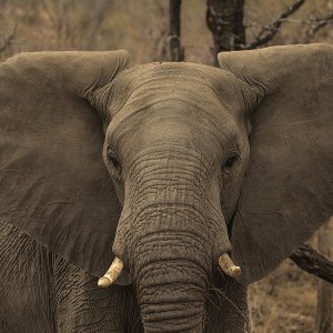 Elefand Kruger National Park